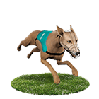 589娛樂城白金賽狗